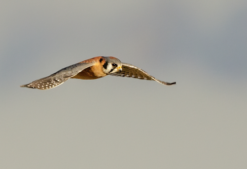 American Kestrel 2206(1).jpg :: American Kestrel (Falco sparverius) Hopewell Township Recreation Area, York County, Pennsylvania