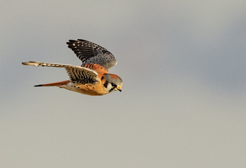 American Kestrel 2207(1).jpg :: American Kestrel (Falco sparverius) Hopewell Township Recreation Area, York County, Pennsylvania