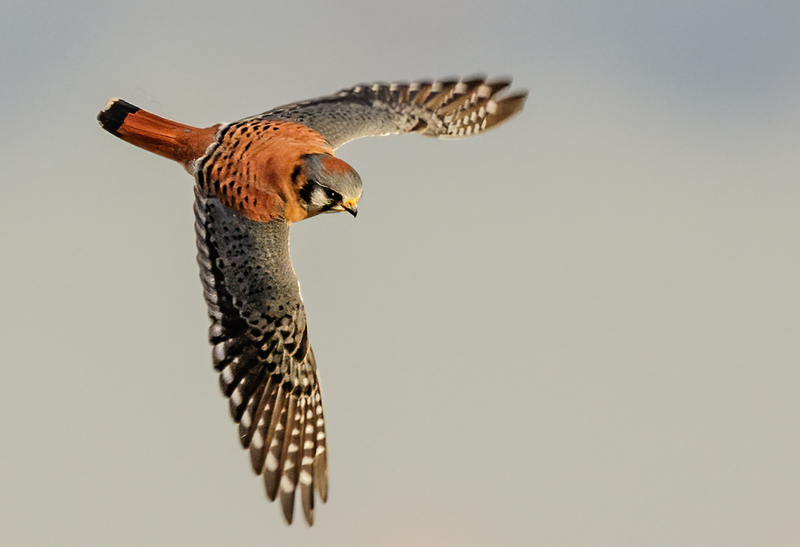 American Kestrel 2208(1).jpg :: American Kestrel (Falco sparverius) Hopewell Township Recreation Area, York County, Pennsylvania