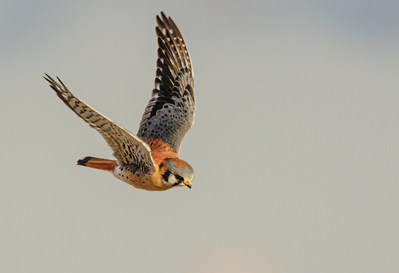 American Kestrel 2209(1).jpg :: American Kestrel (Falco sparverius) Hopewell Township Recreation Area, York County, Pennsylvania