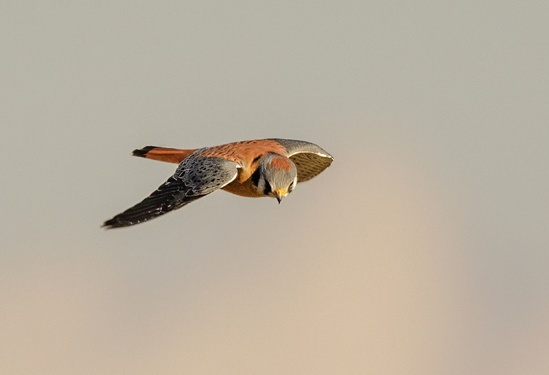 American Kestrel 2210(1).jpg :: American Kestrel (Falco sparverius) Hopewell Township Recreation Area, York County, Pennsylvania