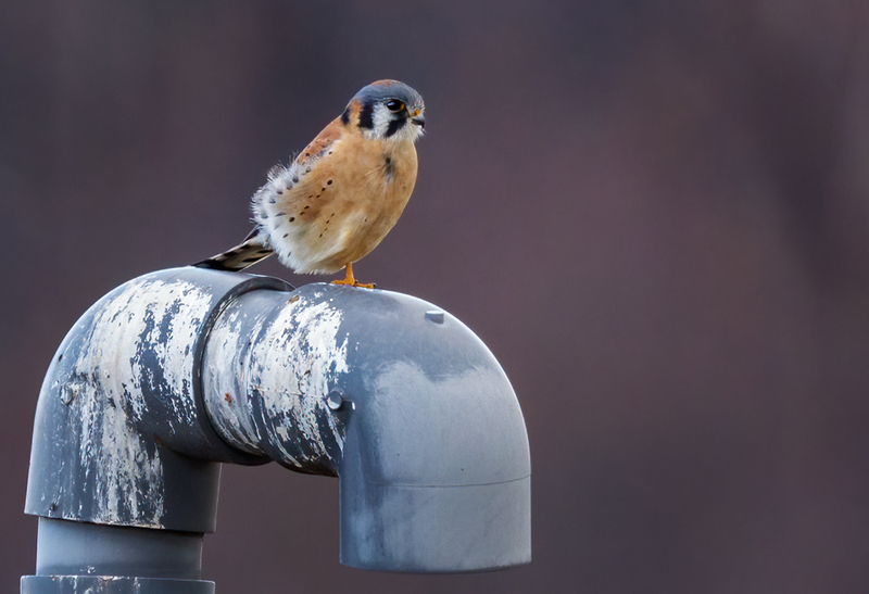 American Kestrel 2212(1).jpg :: American Kestrel (Falco sparverius) Hopewell Township Recreation Area, York County, Pennsylvania