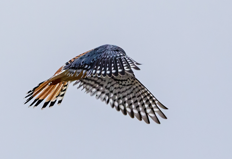 American Kestrel 2213(1).jpg :: American Kestrel (Falco sparverius) Hopewell Township Recreation Area, York County, Pennsylvania