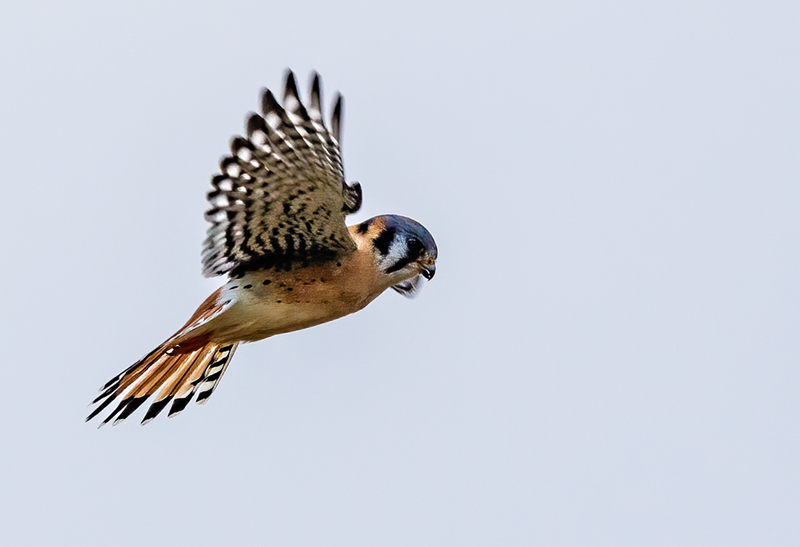 American Kestrel 2214(1).jpg :: American Kestrel (Falco sparverius) Hopewell Township Recreation Area, York County, Pennsylvania