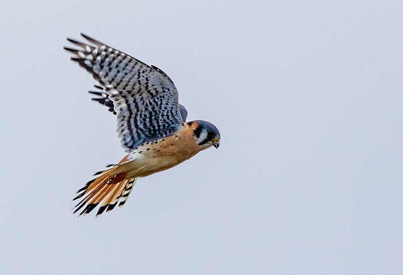 American Kestrel 2215(1).jpg :: American Kestrel (Falco sparverius) Hopewell Township Recreation Area, York County, Pennsylvania