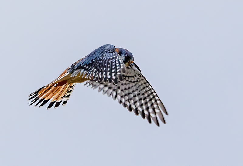 American Kestrel 2216(1).jpg :: American Kestrel (Falco sparverius) Hopewell Township Recreation Area, York County, Pennsylvania