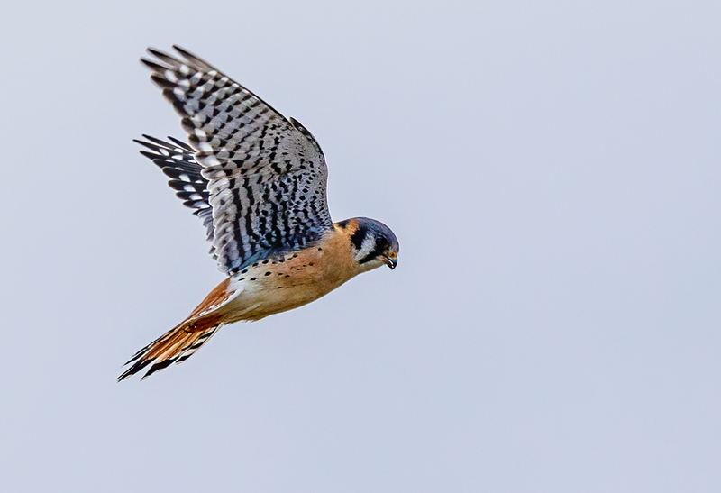 American Kestrel 2217(1).jpg :: American Kestrel (Falco sparverius) Hopewell Township Recreation Area, York County, Pennsylvania