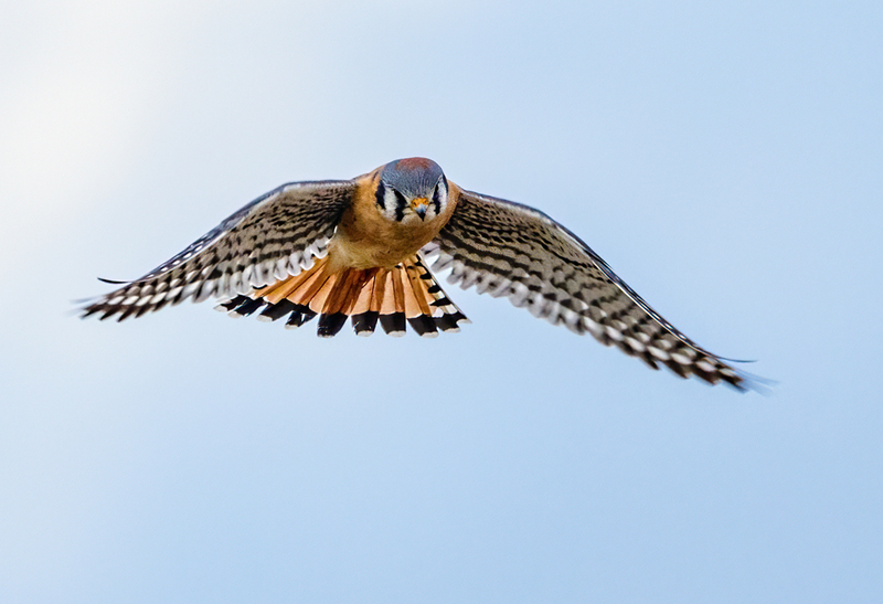 American Kestrel 2218(1).jpg :: American Kestrel (Falco sparverius) Hopewell Township Recreation Area, York County, Pennsylvania