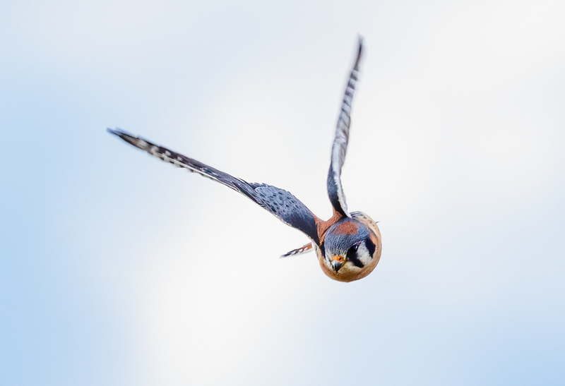 American Kestrel 2219(1).jpg :: American Kestrel (Falco sparverius) Hopewell Township Recreation Area, York County, Pennsylvania