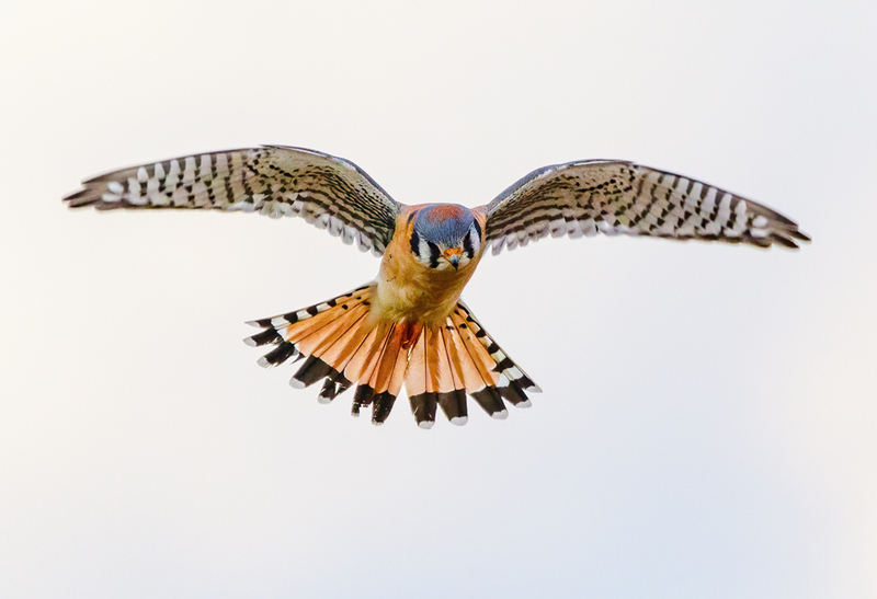 American Kestrel 2220(1).jpg :: American Kestrel (Falco sparverius) Hopewell Township Recreation Area, York County, Pennsylvania
