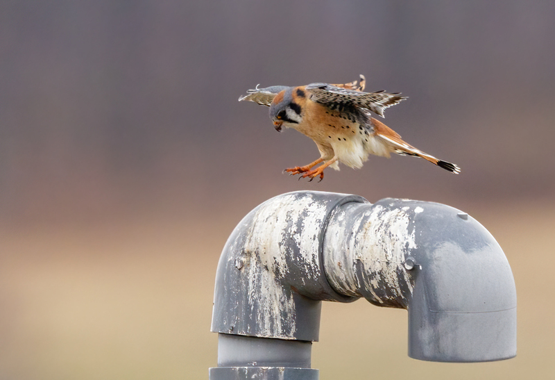 American Kestrel 2221(1).jpg :: American Kestrel (Falco sparverius) Hopewell Township Recreation Area, York County, Pennsylvania