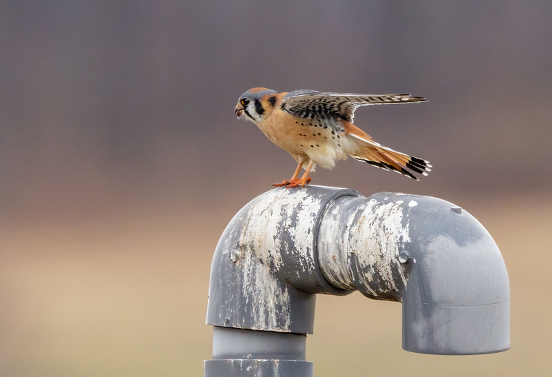 American Kestrel 2222(1).jpg :: American Kestrel (Falco sparverius) Hopewell Township Recreation Area, York County, Pennsylvania