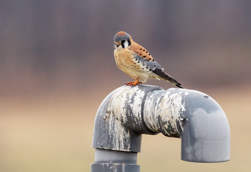 American Kestrel 2223(1).jpg :: American Kestrel (Falco sparverius) Hopewell Township Recreation Area, York County, Pennsylvania