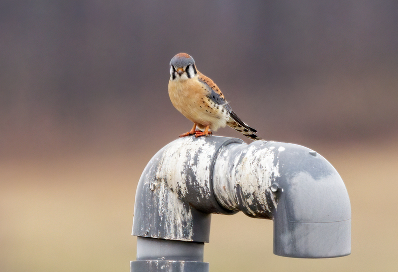 American Kestrel 2224(1).jpg :: American Kestrel (Falco sparverius) Hopewell Township Recreation Area, York County, Pennsylvania