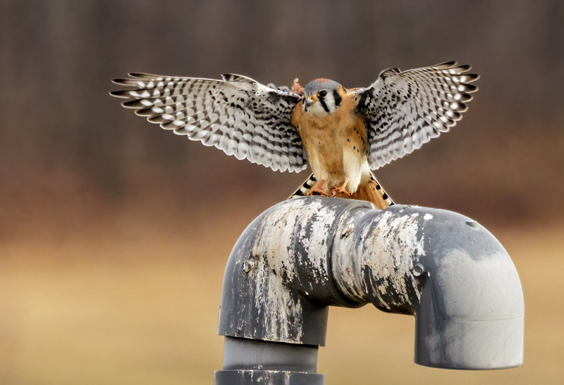 American Kestrel 2225(1).jpg :: American Kestrel (Falco sparverius) Hopewell Township Recreation Area, York County, Pennsylvania