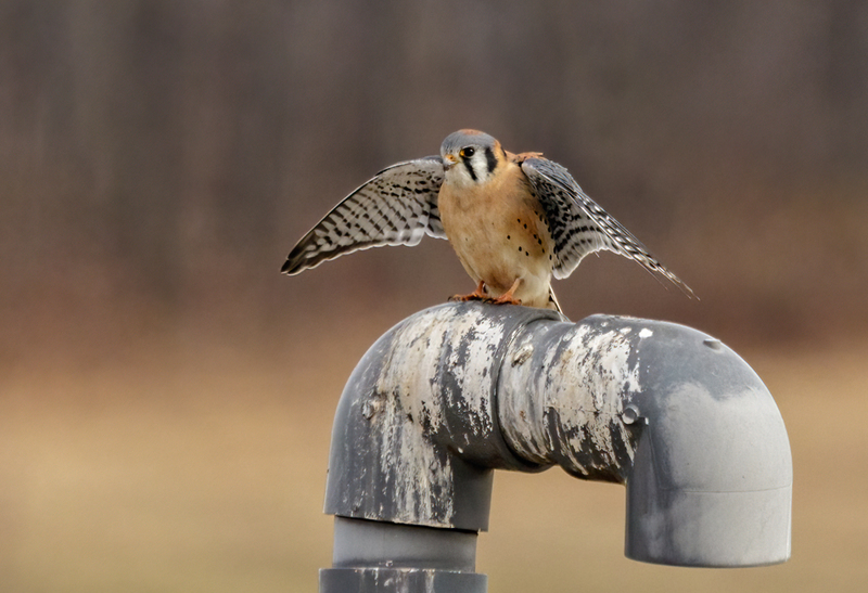 American Kestrel 2226(1).jpg :: American Kestrel (Falco sparverius) Hopewell Township Recreation Area, York County, Pennsylvania
