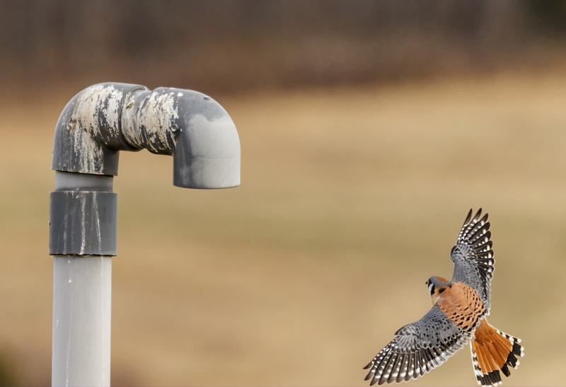 American Kestrel 2227(1).jpg :: American Kestrel (Falco sparverius) Hopewell Township Recreation Area, York County, Pennsylvania