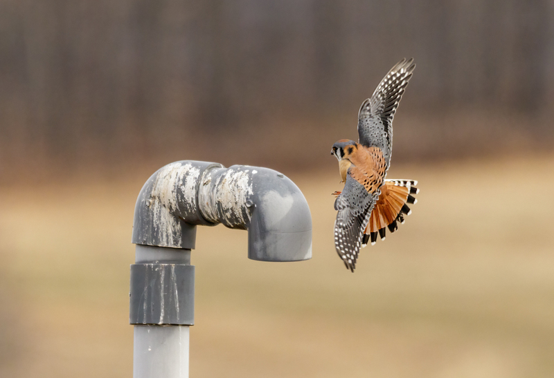 American Kestrel 2229(1).jpg :: American Kestrel (Falco sparverius) Hopewell Township Recreation Area, York County, Pennsylvania