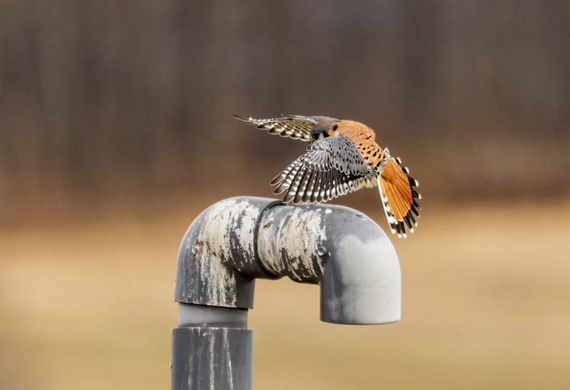 American Kestrel 2231(1).jpg :: American Kestrel (Falco sparverius) Hopewell Township Recreation Area, York County, Pennsylvania