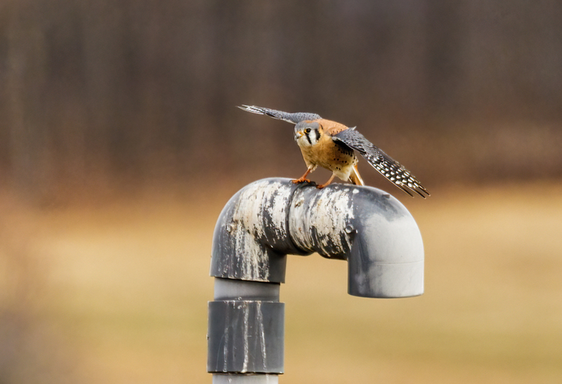 American Kestrel 2232(1).jpg :: American Kestrel (Falco sparverius) Hopewell Township Recreation Area, York County, Pennsylvania