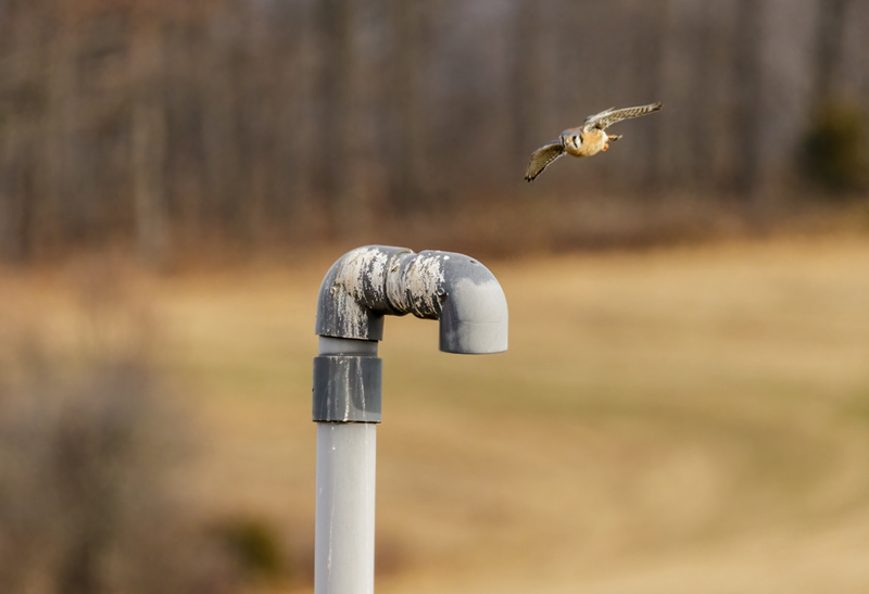 American Kestrel 2234(1).jpg :: American Kestrel (Falco sparverius) Hopewell Township Recreation Area, York County, Pennsylvania