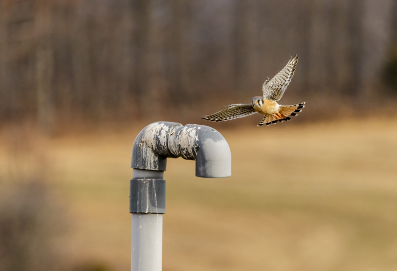 American Kestrel 2235(1).jpg :: American Kestrel (Falco sparverius) Hopewell Township Recreation Area, York County, Pennsylvania