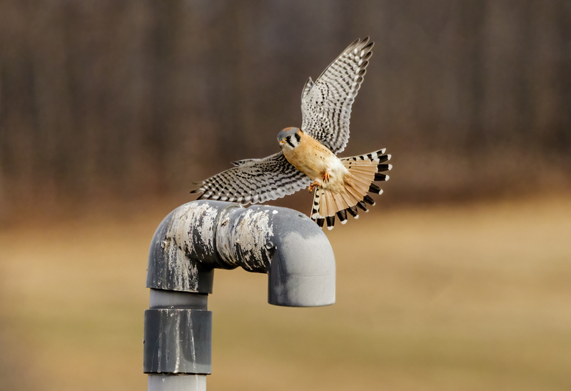 American Kestrel 2236(1).jpg :: American Kestrel (Falco sparverius) Hopewell Township Recreation Area, York County, Pennsylvania
