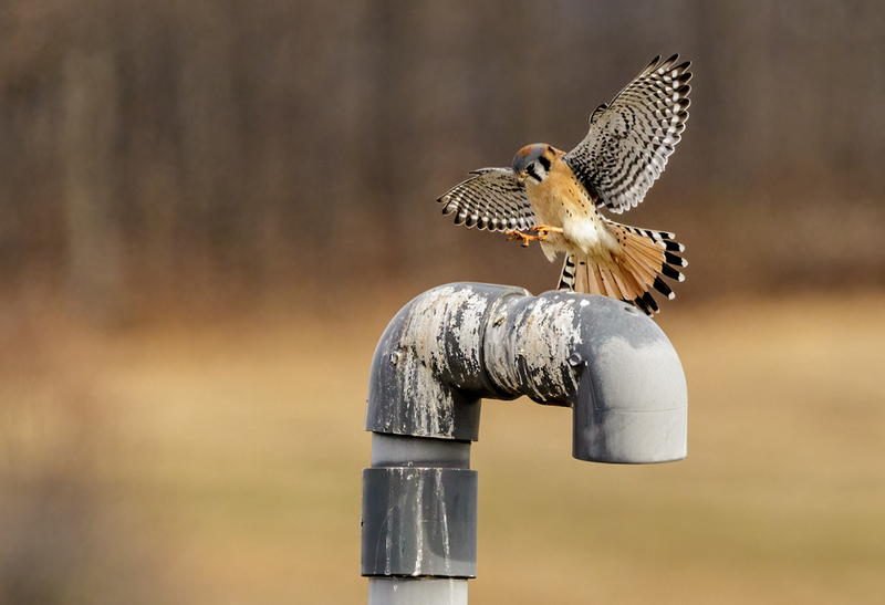 American Kestrel 2237(1).jpg :: American Kestrel (Falco sparverius) Hopewell Township Recreation Area, York County, Pennsylvania