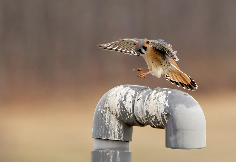 American Kestrel 2238(1).jpg :: American Kestrel (Falco sparverius) Hopewell Township Recreation Area, York County, Pennsylvania