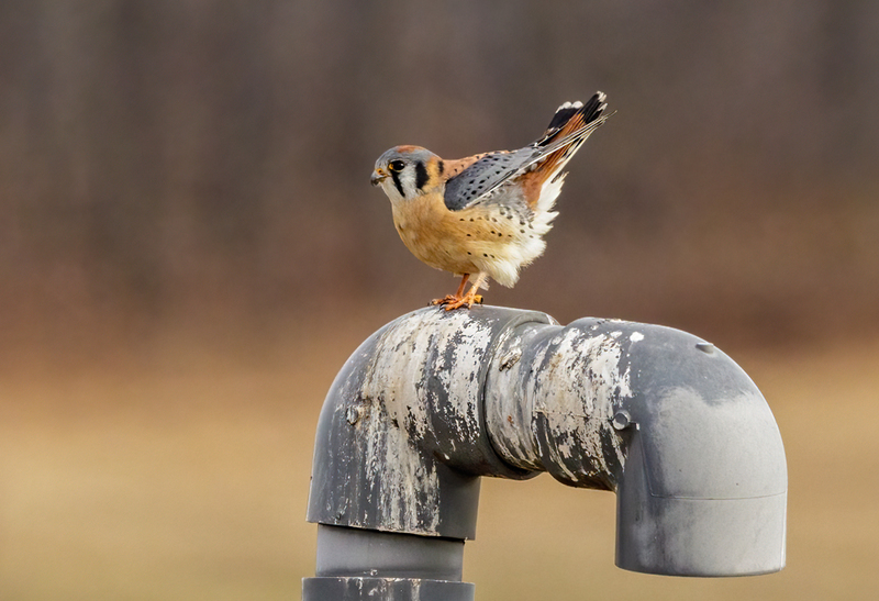 American Kestrel 2239(1).jpg :: American Kestrel (Falco sparverius) Hopewell Township Recreation Area, York County, Pennsylvania