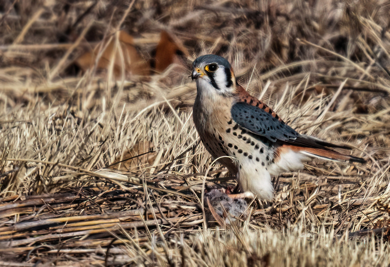 American Kestrel 2301(1).jpg :: American Kestrel (Falco sparverius) Hopewell Township Recreation Area, York County, Pennsylvania