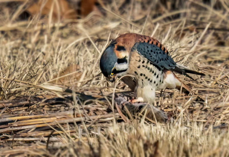 American Kestrel 2302(1).jpg :: American Kestrel (Falco sparverius) Hopewell Township Recreation Area, York County, Pennsylvania