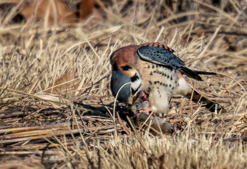 American Kestrel 2303(1).jpg :: American Kestrel (Falco sparverius) Hopewell Township Recreation Area, York County, Pennsylvania