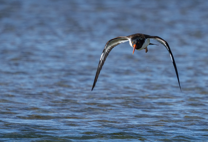 American Oystercatcher 2310.jpg :: American Oystercatcher (Haematopus palliatus) Bolivar Peninsula, Texas