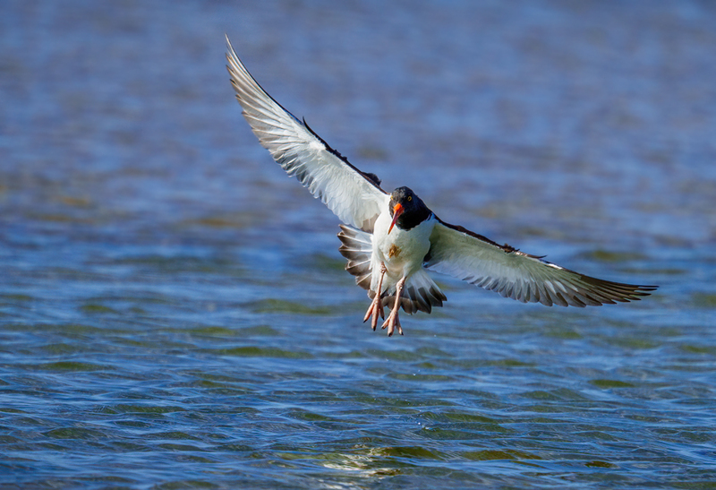 American Oystercatcher 2311.jpg :: American Oystercatcher (Haematopus palliatus) Bolivar Peninsula, Texas
