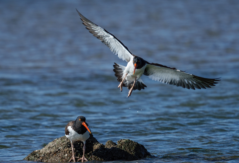 American Oystercatcher 2312.jpg :: American Oystercatcher (Haematopus palliatus) Bolivar Peninsula, Texas