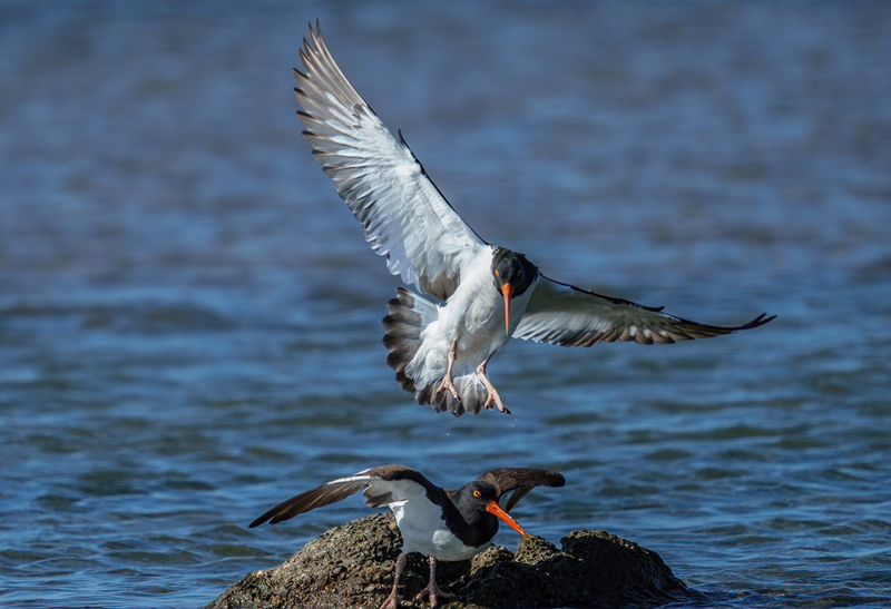 American Oystercatcher 2313.jpg :: American Oystercatcher (Haematopus palliatus) Bolivar Peninsula, Texas