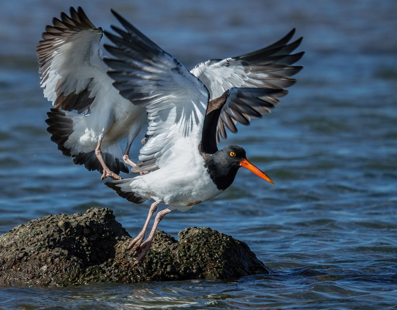 American Oystercatcher 2314.jpg :: American Oystercatcher (Haematopus palliatus) Bolivar Peninsula, Texas
