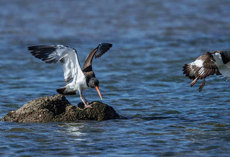 American Oystercatcher 2315.jpg :: American Oystercatcher (Haematopus palliatus) Bolivar Peninsula, Texas
