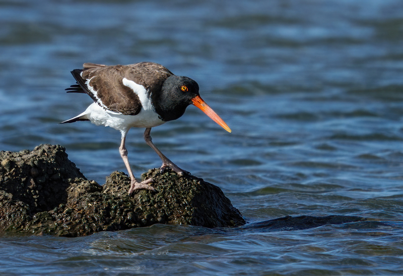 American Oystercatcher 2316.jpg :: American Oystercatcher (Haematopus palliatus) Bolivar Peninsula, Texas