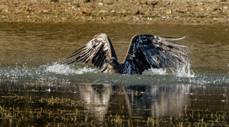 Bald Eagle 2249.jpg :: Bald Eagle (Haliaeetus leucocephalus) Long Arm Dam, York County, Pennsylvania