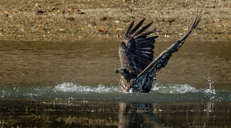 Bald Eagle 2250.jpg :: Bald Eagle (Haliaeetus leucocephalus) Long Arm Dam, York County, Pennsylvania