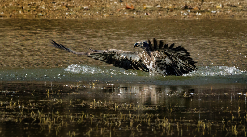 Bald Eagle 2251.jpg :: Bald Eagle (Haliaeetus leucocephalus) Long Arm Dam, York County, Pennsylvania