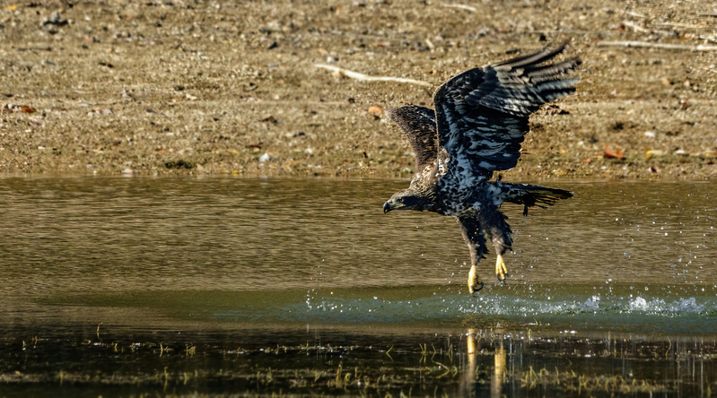 Bald Eagle 2252.jpg :: Bald Eagle (Haliaeetus leucocephalus) Long Arm Dam, York County, Pennsylvania