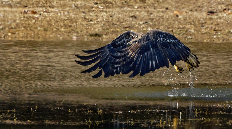 Bald Eagle 2253.jpg :: Bald Eagle (Haliaeetus leucocephalus) Long Arm Dam, York County, Pennsylvania