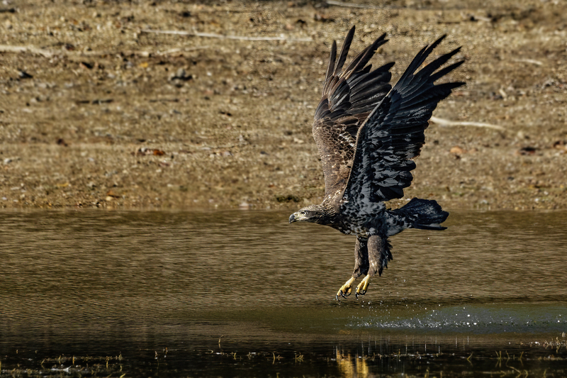 Bald Eagle 2254.jpg :: Bald Eagle (Haliaeetus leucocephalus) Long Arm Dam, York County, Pennsylvania