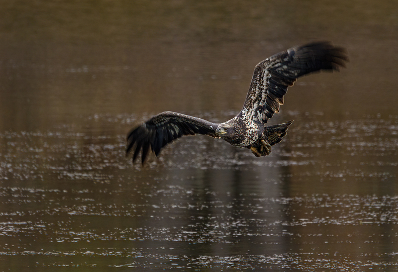 Bald Eagle 2259(1).jpg :: Bald Eagle (Haliaeetus leucocephalus) Long Arm Dam, York County, Pennsylvania