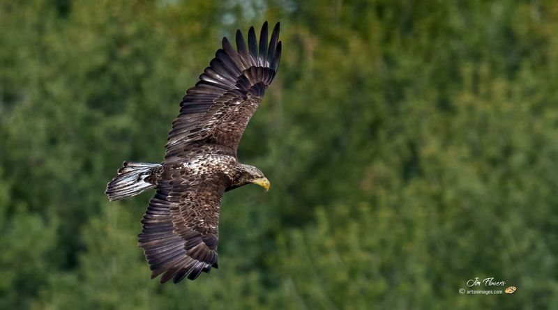 Bald Eagle-juvenile 2301.jpg :: Bald Eagle (Haliaeetus leucocephalus) Long Arm Dam, York County, Pennsylvania