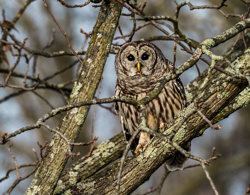 Barred Owl 2310.jpg :: Barred Owl (Strix varia) Gettysburg, Adams County, Pennsylvania