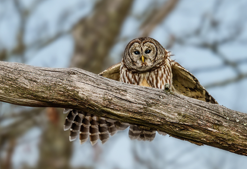 Barred Owl 2311.jpg :: Barred Owl (Strix varia) Gettysburg, Adams County, Pennsylvania